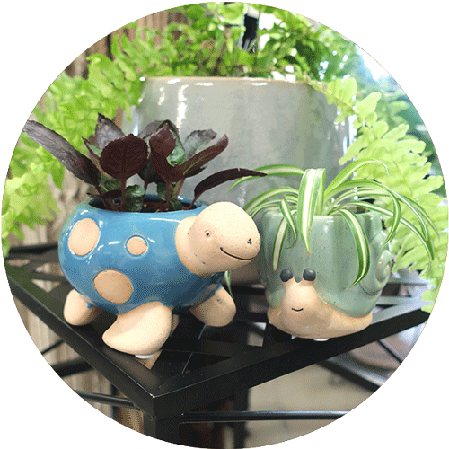 A blue and tan turtle planter with a mini purle-leaved plant in it, alongside a light green and tan snail planter with a mini spider plant inside.